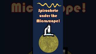 Spiral Bacteria Spirochete Under the Microscope Spirochete microscopeview scienceshorts [upl. by Nageet]