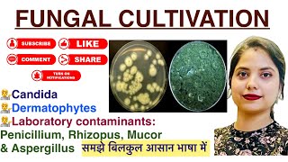 Fungal cultivation in Hindi  Candida  Dermatophytes  Pencillium  lab findings  Mycology  MLT [upl. by Jevon394]