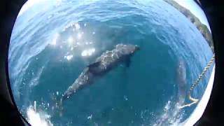 Dolphin Extravaganza Isla Coiba Panama [upl. by Ruberta]