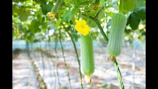 I TRIED TO GROW A LOOFAH LUFFA IN THE UK gardening gardeninguk [upl. by Torto141]