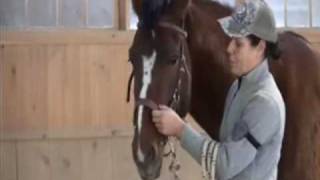 How to fit my Bitless Side Pull natural horsemanship [upl. by Nalim]