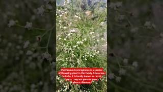 Parthenium hysterophorus congress grass gajarghas farming farmer invasivespecies [upl. by Anitsyrhk]