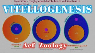 Vitellogenesis  Type of Eggs 🥚 bsc Zoology  Zoology Classes  MSc Zoology  UPSC ZOOLOGY  Bsc [upl. by Ticon]