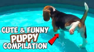 Cute amp Funny BEAGLE PUPPY Compilation  Must See [upl. by Latia35]