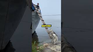 Smart Dog Climbs Ladder To Board A Boat😱 [upl. by Nibla936]