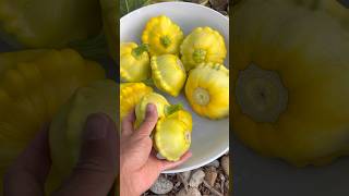 Pattypan Squash Harvest shorts [upl. by Llirpa]