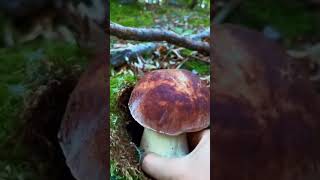 Mushroom Picking In The Forest The Mushroom Era shortsviral asmr wildmushrooms [upl. by Laural]