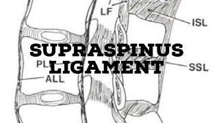 Supraspinous ligament [upl. by Nial275]