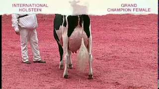 International Holstein Show  Grand Champion Female [upl. by Faina]