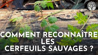 Comment reconnaître les cerfeuils sauvages [upl. by Sinegold852]