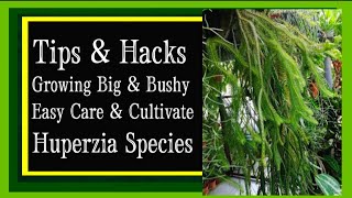 How to Grow and Care for Tassel Fern Huperzia species [upl. by Rolyt850]