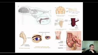 Evidence of Evolution Part 3 Anatomy  Vestigial amp Mosaic Structures [upl. by Eerok]