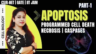 Apoptosis 1  Programmed Cell Death Apoptosis  Difference between Necrosis and Apoptosis Caspases [upl. by Sukramed751]