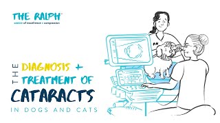 The Diagnosis and Treatment of Cataracts in Dogs and Cats [upl. by Haleak182]