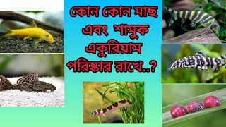 কোন মাছ ও শামুক একুরিয়ামের ময়লা খায় এবং একুরিয়াম পরিষ্কার রাখে [upl. by Kary487]