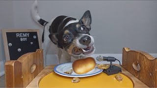 🥔 Can Dogs Eat Potatoes  ASMR [upl. by Procora]