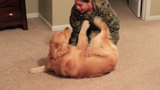 Adorable Golden Retriever Welcomes Marine Home [upl. by Bianka]