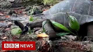 Tortoise eating a bird caught on camera  BBC News [upl. by Gnirol]