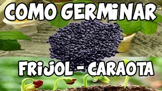 Germinar Frijol Caraotas de Manera RapidaDel Semillero al Trasplante La Terraza de Jose [upl. by Kissner]