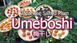 How To Make Umeboshi Japanese Pickled Plum  Salted and Shiso [upl. by Ahseneuq]