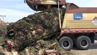 Dumping Yard Waste Garbage Truck Unloading [upl. by Constanta]