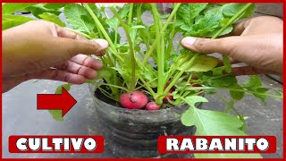 APRENDE A CULTIVAR RABANITOS EN MACETAS [upl. by Jarrow778]