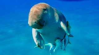 Seekuh Ägypten Marsa Alam Dugong Egypt Manatee Abu Dabbab snorkeling schnorcheln red sea Rotes Meer [upl. by Gish977]