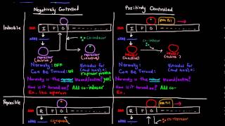 Prokaryotic Transcription Part 5 of 5  Control Mechanisms Summary [upl. by Whitver330]