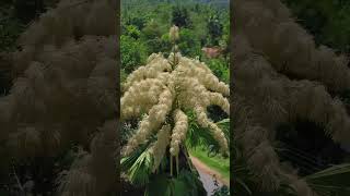 Jaffnas iconic palm flower  Panang Kottai kottai jaffna [upl. by Ellenehc]