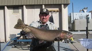 Lahontan Cutthroat Trout A wild hatchery story [upl. by Hanfurd]