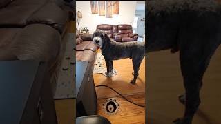 I love you What an amazing conversation using FluentPet buttons fluentpet dogtraining shorts [upl. by Yelrahs817]