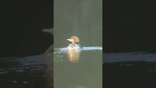 Common merganser swimming in sassafras river in Maryland birds duck [upl. by Nylrahs]