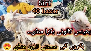 Bhens Colony Bakra Mandi New Price Update  Sasti Tareen Mandi Dhundli Bakron Ki [upl. by Abeu]