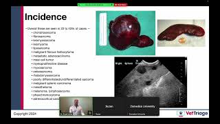 Zomedica sponsored webinar l Hemoperitoneum l Spleen l VetGuardian l July 17 2024 [upl. by Kerrison515]