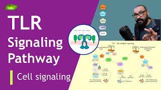 Tolllike receptor Signaling Pathway  MyD88  TRIF Pathways  Basic Science Series [upl. by Wilda]