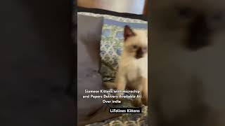 Pure Siamese Kittens Cat For Sale siamese bangalore siamesecat hyderabad chandigarh punjab [upl. by Enimrej]