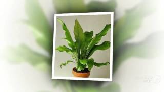 Asplenium  garden plants [upl. by Woolcott47]