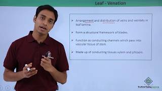 Class 11th – Leaf – Venation  Morphology of Flowering Plants  Tutorials Point [upl. by Ardnos]