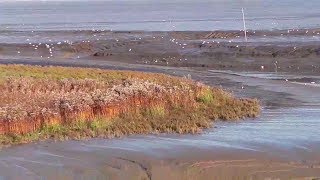 Das Wattenmeer in Varel bei Ebbe in der Nähe von Wilhelmshaven [upl. by Giltzow144]