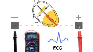 ECGs  How they work [upl. by Ardnoed]