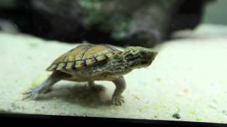 Stripeneck Musk Turtle  Pt 2 [upl. by Sel]