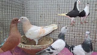 Roshan and tukadi pigeon call 📞 8686540011 hyderabad telangana state [upl. by Hogen745]