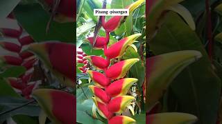 tanamanhias Tanaman hias pisangpisangan Heliconia rostrata [upl. by Mokas]