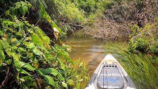 RIOZINHO MAIS FANTÁSTICO DO MUNDO ESCONDIDO NO MEIO DA MATA CRIVADO DE PEIXES E BICHOS Pescaria [upl. by Ahseel]