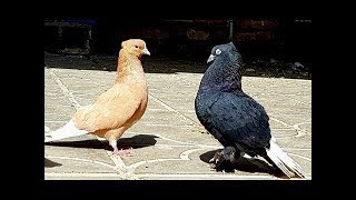 BEST PIGEON CALL SOUND 2019 [upl. by Aseela287]