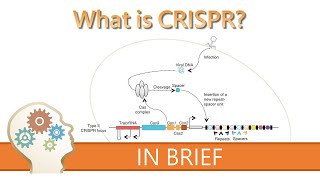 WHAT IS CRISPR  GENE EDITING EXPLAINED [upl. by Niltac]