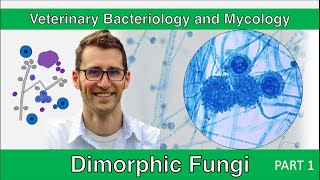 Dimorphic Fungi Part 1  Veterinary Bacteriology and Mycology [upl. by Liban]