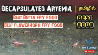 Best fry food  Decapsulated Artemia Betta fry food  Flowerhorn fry food [upl. by Lebam]