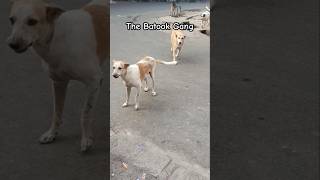 The Batook Gang 🐶 Lucknow dogshorts doglover streetdogs straydogs [upl. by Jeffrey]