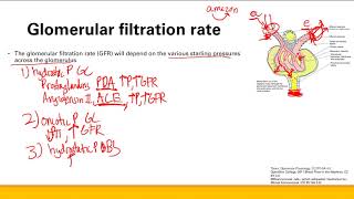 Glomerulus physiology  Renal system  Step 1 Simplified [upl. by Haeckel]